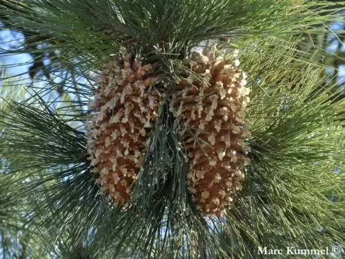 Pinus coulteri - Pino di Coulter