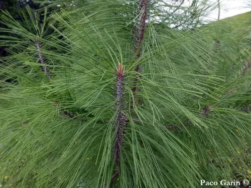 Pinus durangensis - Pino durango