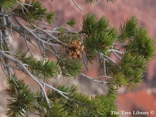 Pinus edulis - Pino edule, Pignola, Pino del Colorado