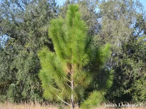 Pinus elliottii - Pino di Elliott