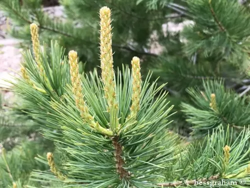 Pinus flexilis var. reflexa - Pino bianco sudoccidentale