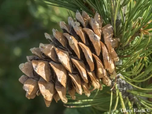 Pinus flexilis - Pino flessibile