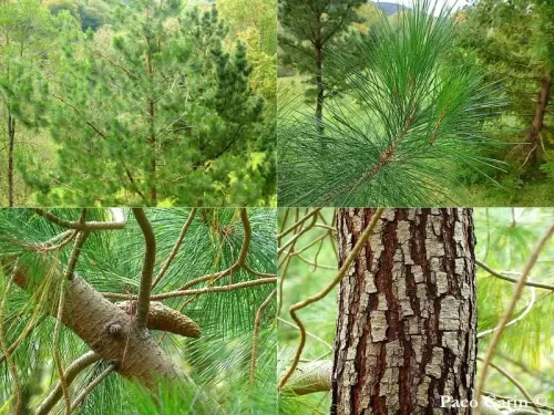 Pinus greggii - Pino di Gregg
