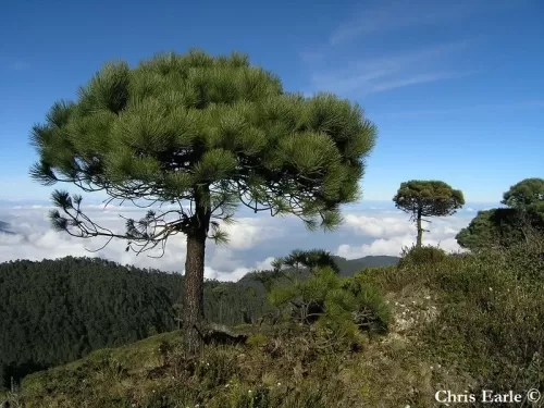 Pinus hartwegii - Pino di Hartweg
