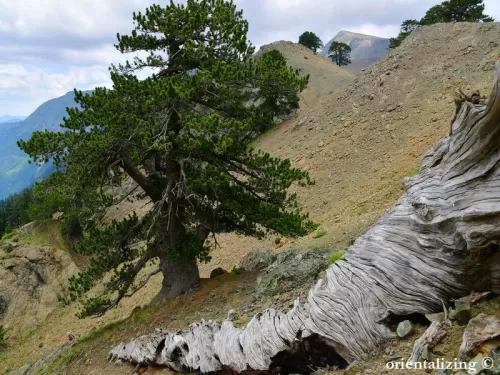 Pinus heldreichii - Pino loricato, Pino balcanico