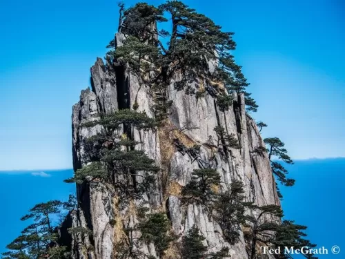 Pinus hwangshanensis - Pino Huangshan