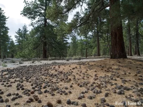 Pinus jeffreyi - Pino di Jeffrey