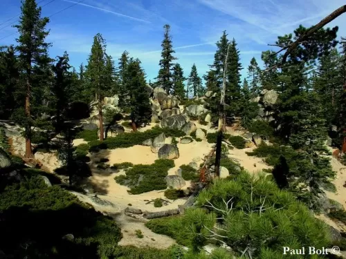 Pinus lambertiana - Pino di Lambert