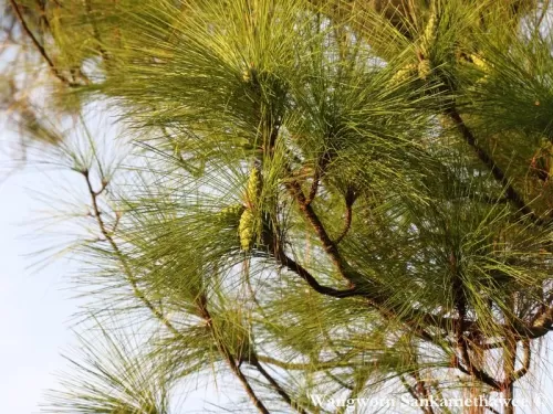 Pinus latteri - Pino tenasserim