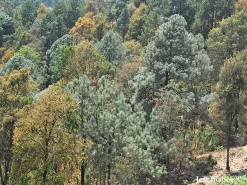 Pinus lawsonii - Pino di Lawson