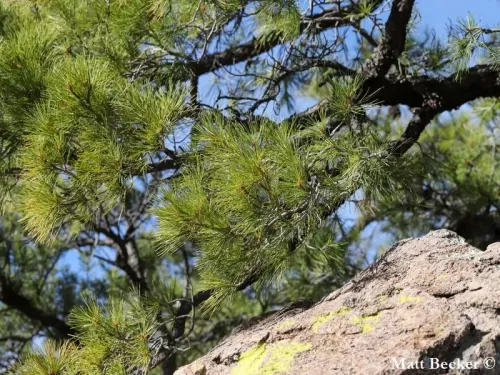 Pinus leiophylla - Pino a foglie lisce, Pino chihuahua