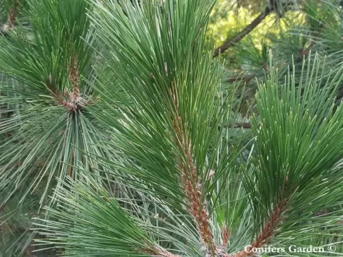 Pinus luchuensis - Pino Okinawa