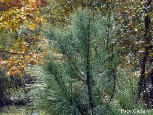 Pinus maximartinezii - Pino di Martinez