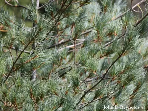 Pinus monticola - Pino bianco occidentale, Pino argentato