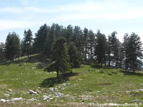Pinus nigra - Pino Austriaco, Pino nero 