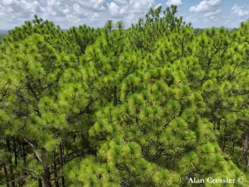 Pinus palustris - Pino palustre, Pino della Florida