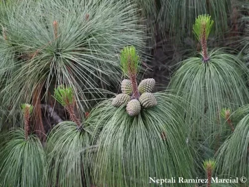 Pinus pseudostrobus var. apulcensis - Pino Apulco