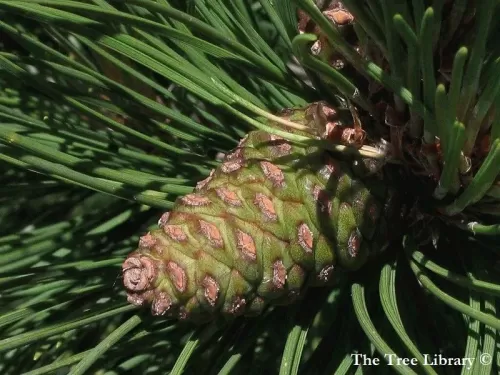 Pinus resinosa - Pino resinosa, Pino rosso
