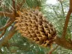 Pinus - Pino