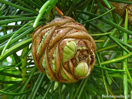 Sciadopitys verticillata - Pino a ombrello giapponese 