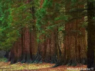 Sequoiadendron giganteum 